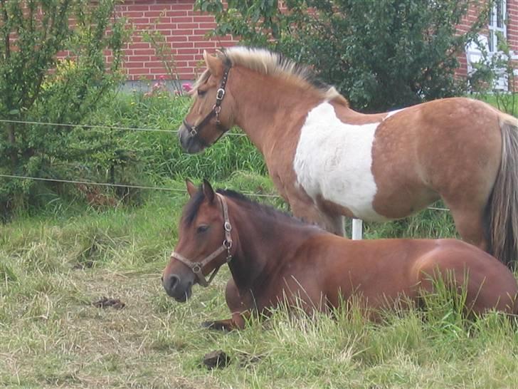 Anden særlig race Safir(Du er i mit hjert  - safir står op, og pheobee ligger og sover... XD billede 10