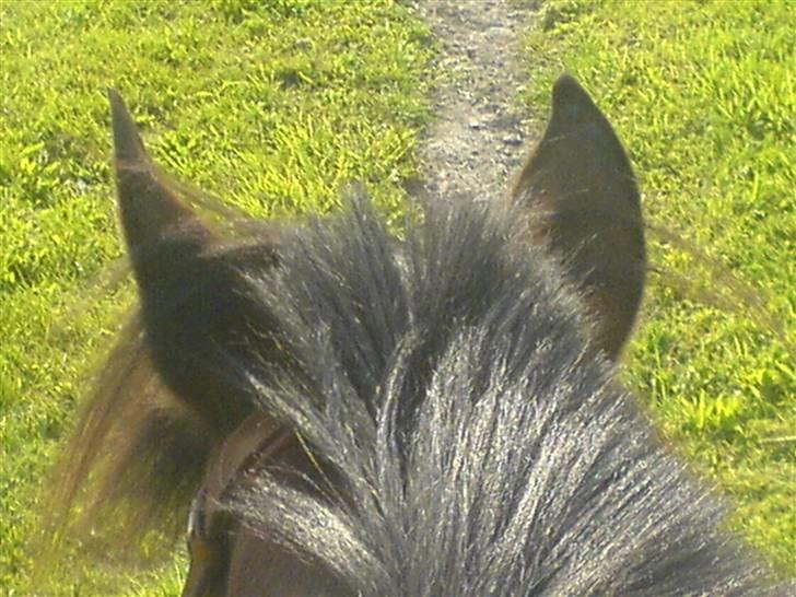 Hollandsk Sportspony Obelix - Hee, hans små nusser øre <33 billede 2