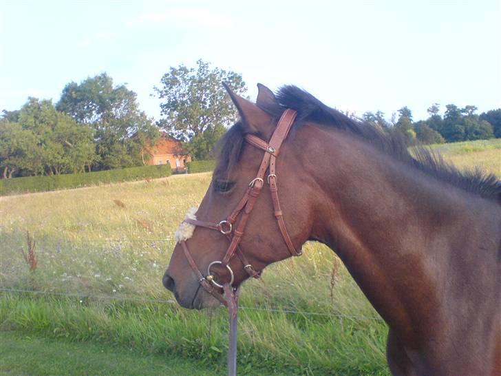 Hollandsk Sportspony Obelix - bare dejlig <33 billede 3