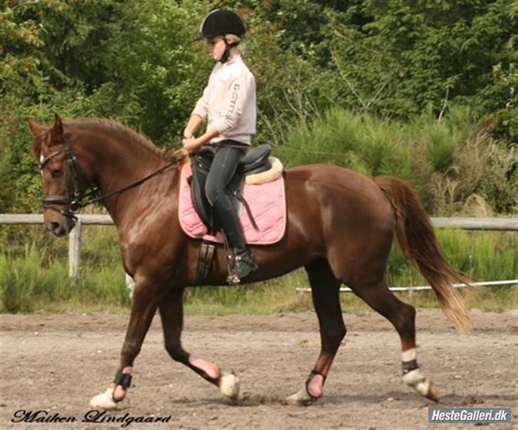 Welsh Cob (sec D) *Gaiety* solgt - Min smukke pige 2009, charlotte rider hende billede 10