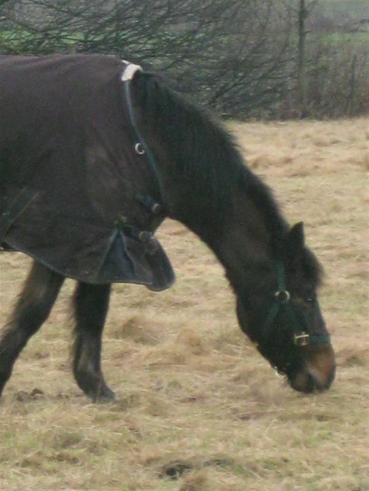 Anden særlig race Cherie * mit alt :'(* - 24.01.09 besøgsdag <3 CHERIE PÅ FOLDEN LIGE DA JEG KOM <3 jeg savner dig så inderligt meget .. ville vælge dig fremfor alt og ville gører alt for at få dig tilbage :´( <3 .. du er min drøm foraltid <3 billede 9