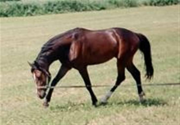 Tjekkisk Varmblod  Alcazar R.I.P <3 - som 3 års i tjekkiet billede 14