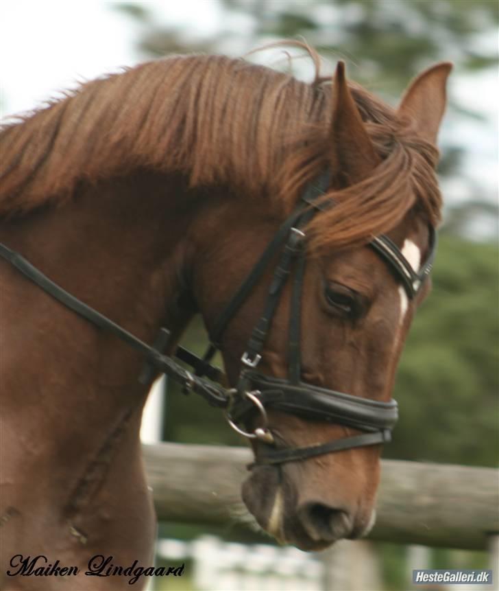 Welsh Cob (sec D) *Gaiety* solgt - 2009 billede 11
