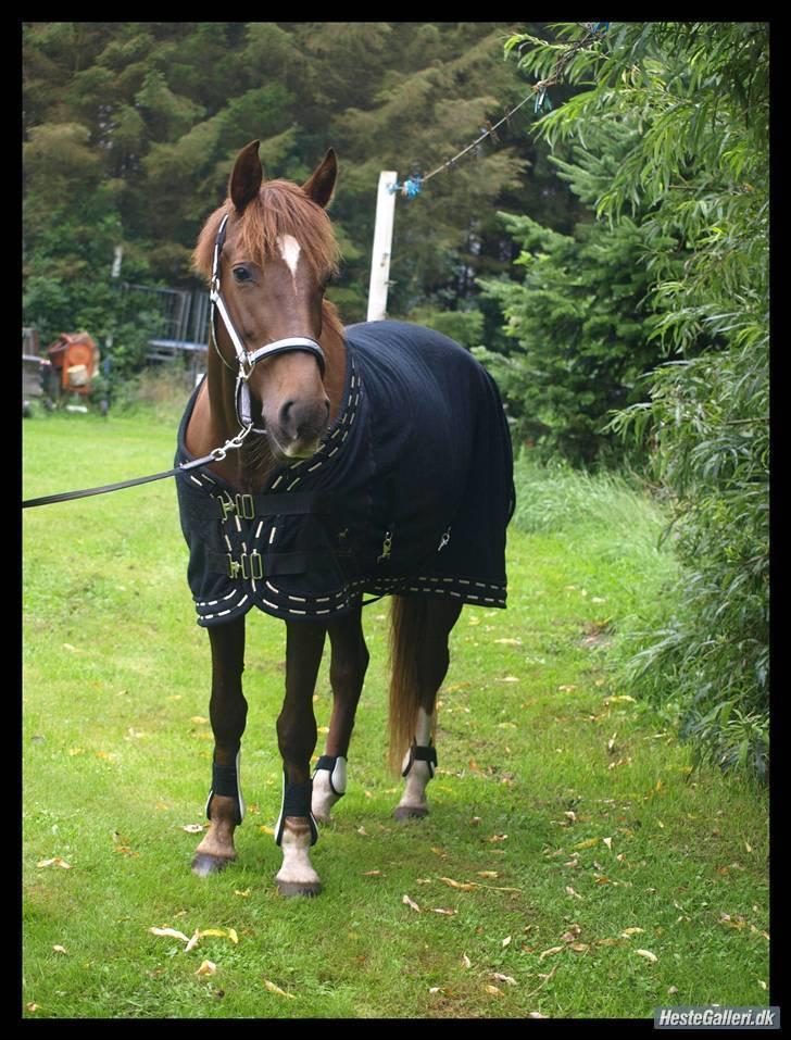 Welsh Cob (sec D) *Gaiety* solgt - Smukke smukke pony :) billede 12