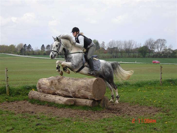 Hollandsk Sportspony Paco  - Juhu ! :) <3 Mesterfoto : Mor (: <3  billede 9