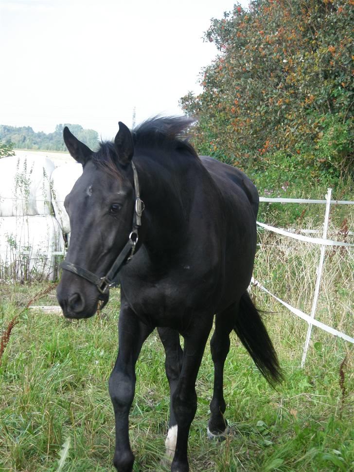 Anden særlig race Bajerbækgårdens Buick  billede 1