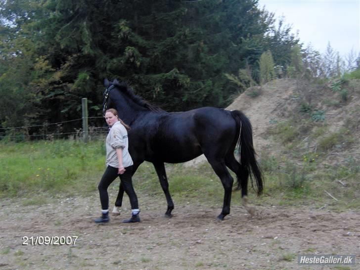 Anden særlig race Bajerbækgårdens Buick  billede 2