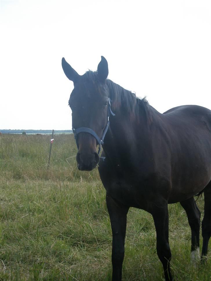 Anden særlig race Bajerbækgårdens Buick  billede 3