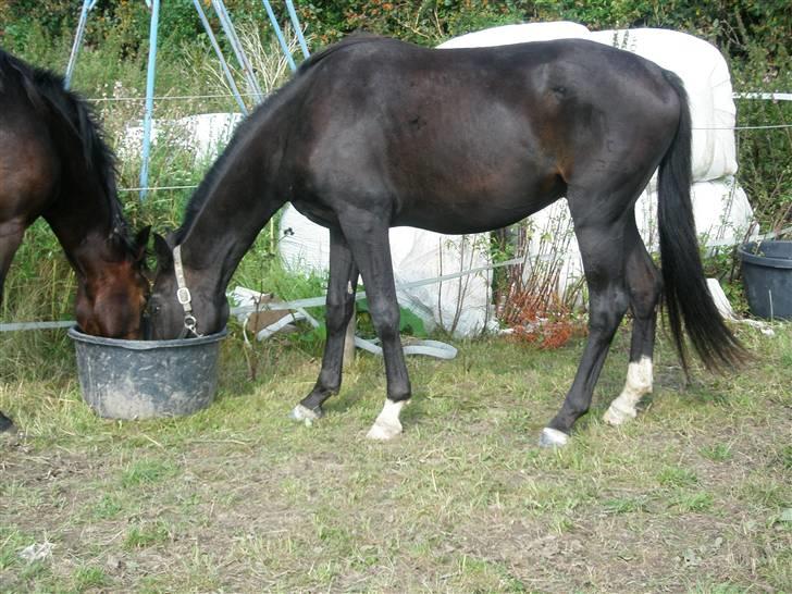 Anden særlig race Bajerbækgårdens Buick  billede 4