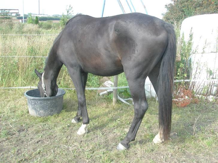 Anden særlig race Bajerbækgårdens Buick  billede 5
