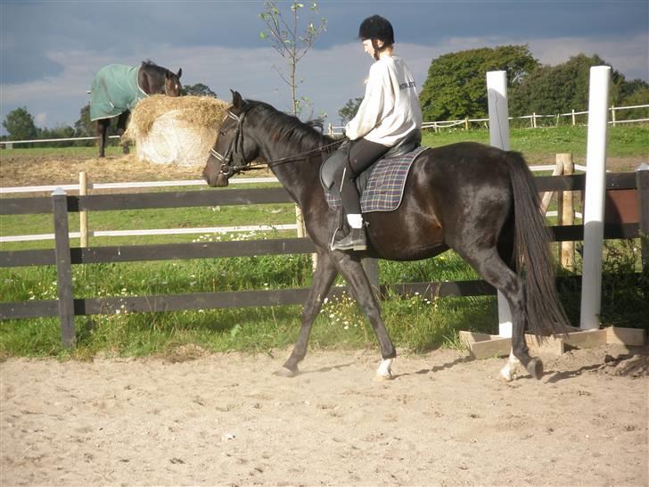Anden særlig race Bajerbækgårdens Buick  billede 6