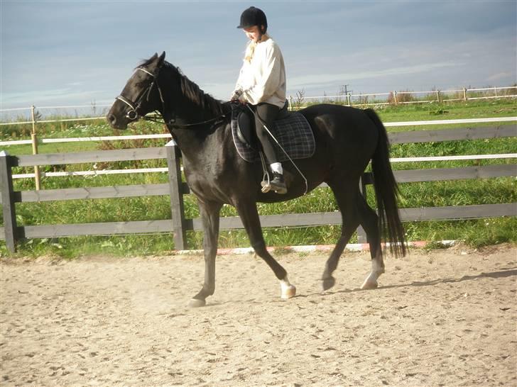 Anden særlig race Bajerbækgårdens Buick  billede 7