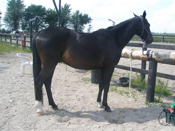 Anden særlig race Bajerbækgårdens Buick  billede 8