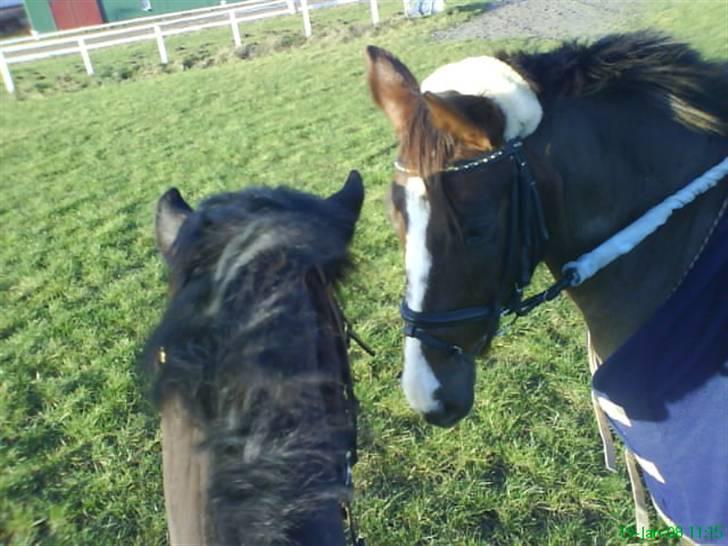 Anden særlig race Irish image SOLGT :'( billede 5