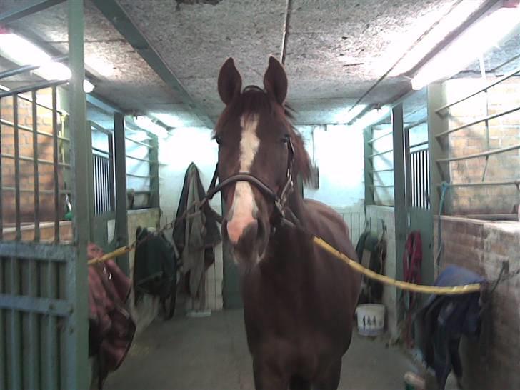 Anden særlig race Irish image SOLGT :'( billede 6