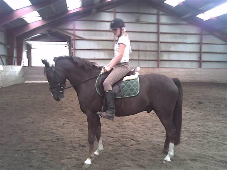 Anden særlig race Irish image SOLGT :'( billede 7