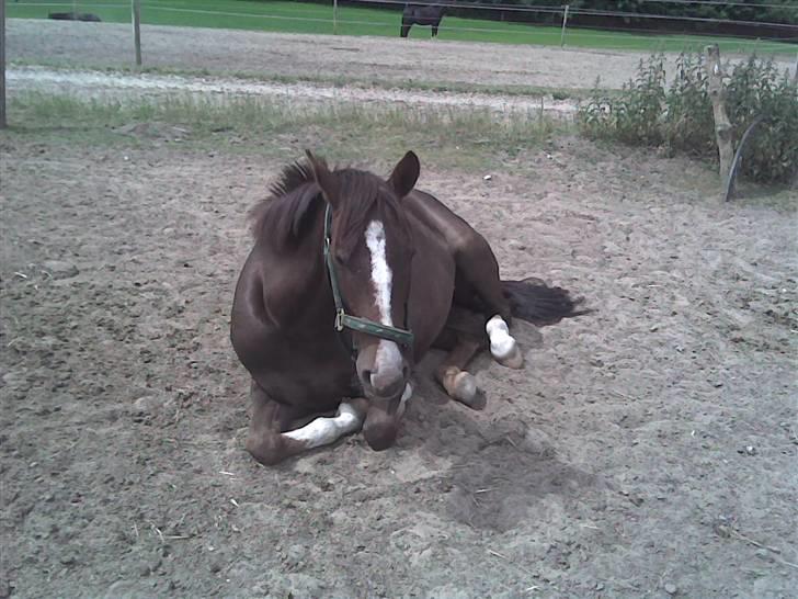 Anden særlig race Irish image SOLGT :'( billede 8