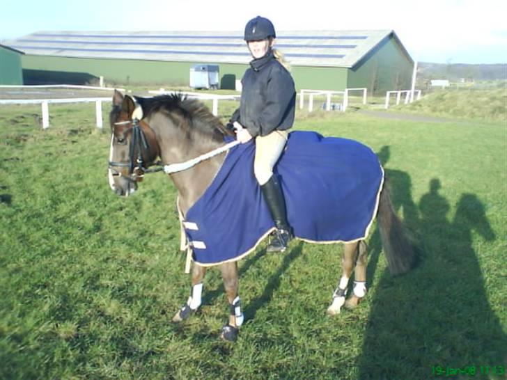 Anden særlig race Irish image SOLGT :'( billede 9