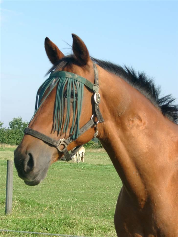 Anden særlig race Avanti - R.I.P - Selvom man er brun kan man godt se godt ud billede 1