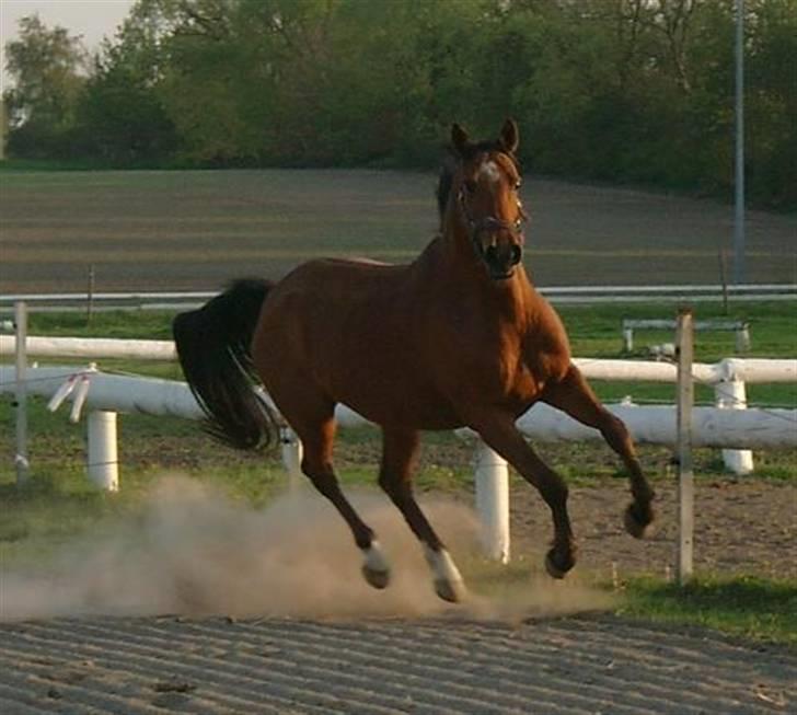Anden særlig race Avanti - R.I.P - I believe I can fly billede 3
