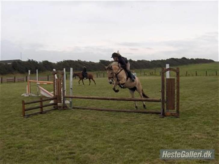 Fjordhest Majken - hvem sagde hun ikke kunne springe?? billede 20