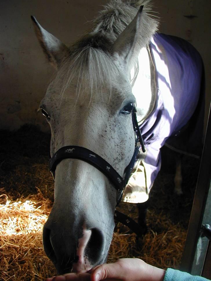 DSP Madeleine<3 - Musser :-**  billede 2