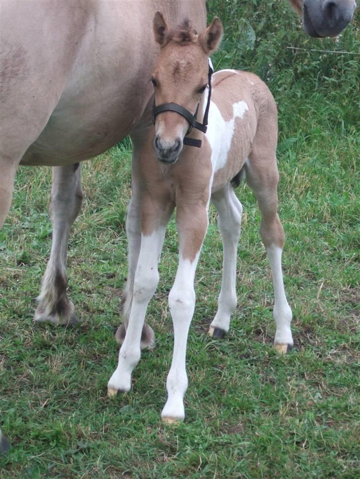 Anden særlig race Prince Punto Pantani  billede 11