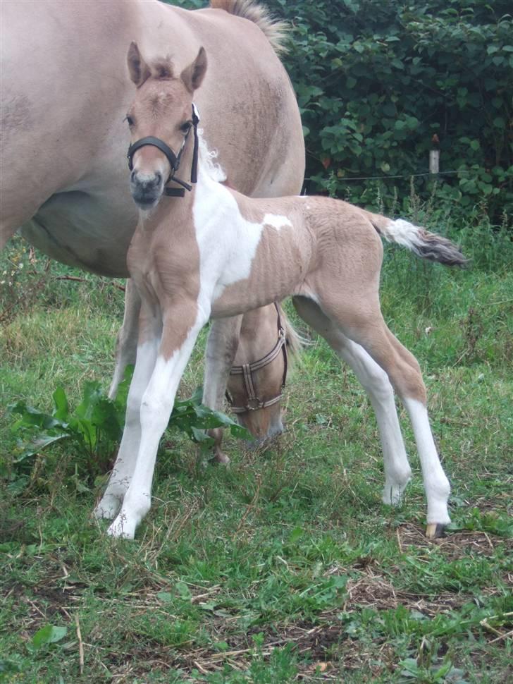 Anden særlig race Prince Punto Pantani  billede 12