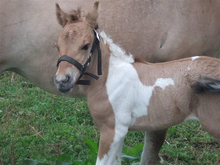 Anden særlig race Prince Punto Pantani  billede 13
