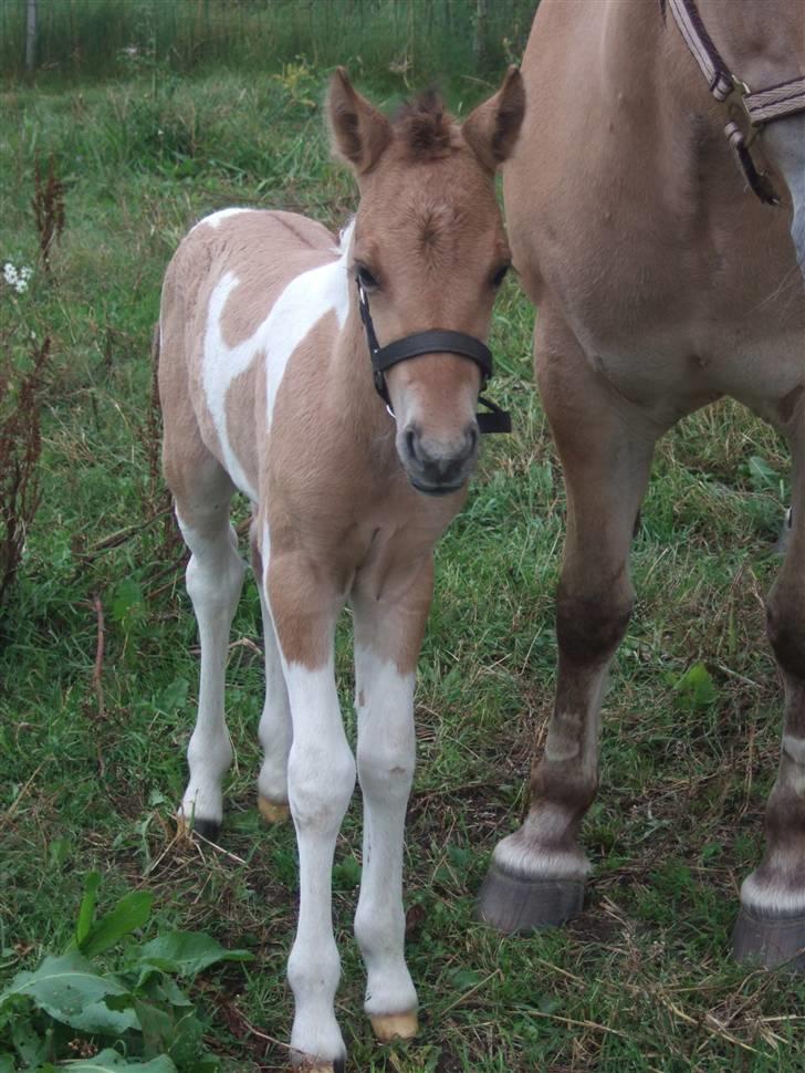 Anden særlig race Prince Punto Pantani  billede 14
