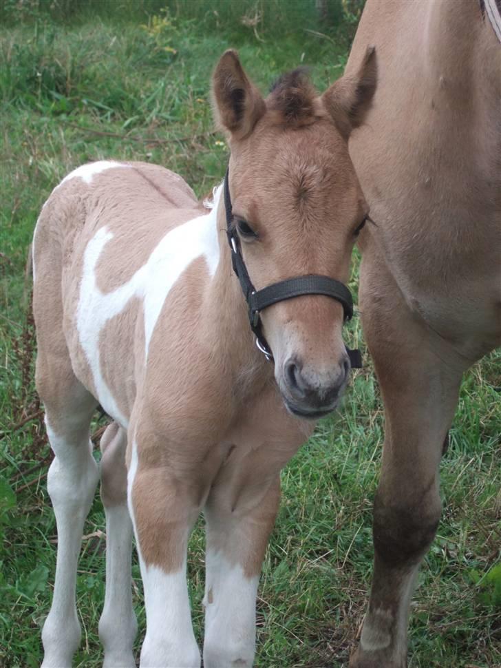 Anden særlig race Prince Punto Pantani  billede 15