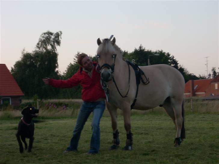 Fjordhest Brunsminde´s Frej  - Mig, mor og nala.. Hun er skør hende nor... billede 3