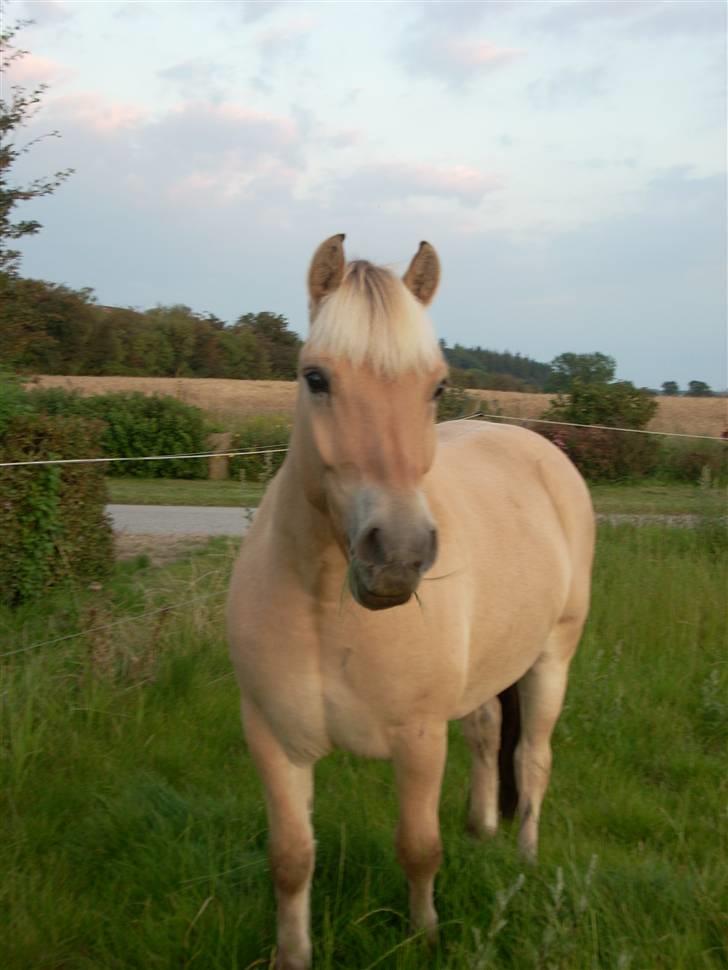 Fjordhest Brunsminde´s Frej  - Fotogen pony billede 9