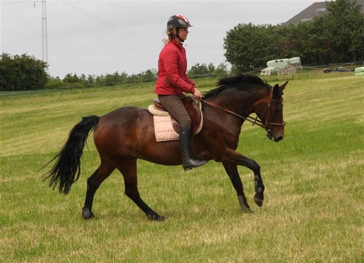 Anden særlig race Star-light. - Min lille dressurpowni, jegelskerdig! Foto; Emilie Sif Berthelsen d: billede 7