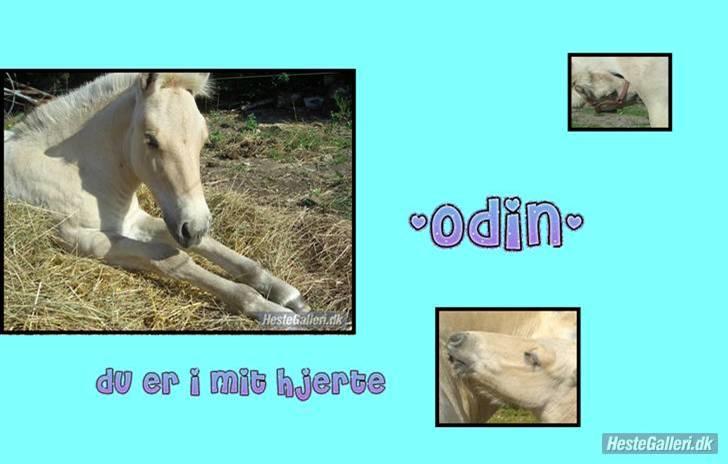 Fjordhest Odin Kaptain solgt )': - tak for billedet billede 13