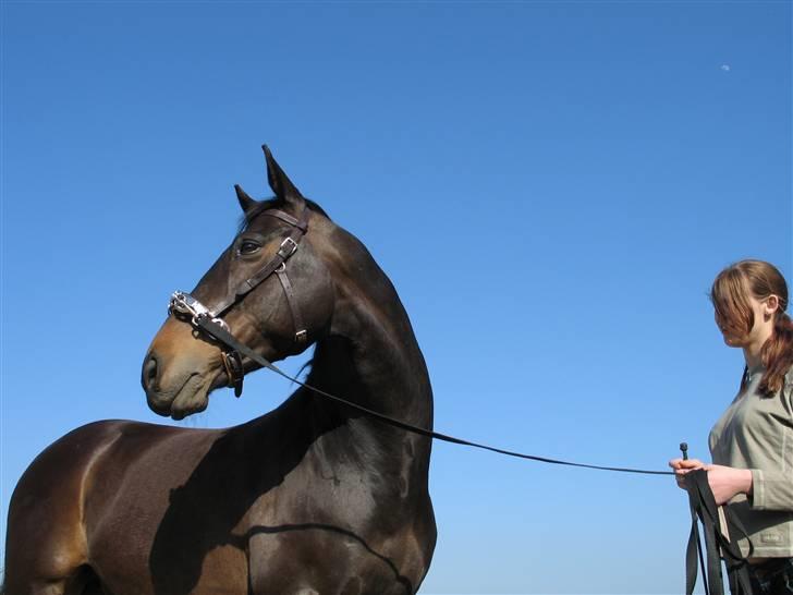 Dansk Varmblod *Kildegårdens Barton* sov stil ind den 19.dec 2011 - fotos fra genoptræning af barton ryg og højer side  billede 2