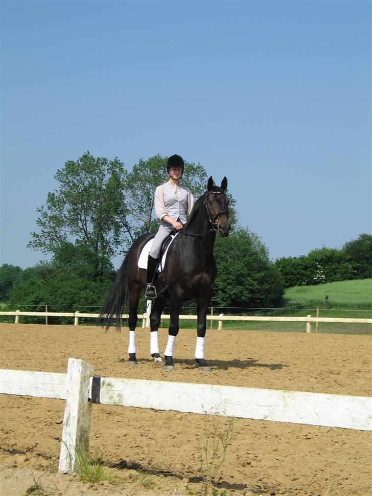 Dansk Varmblod *Kildegårdens Barton* sov stil ind den 19.dec 2011 - parade fotos af mig og barton og på en varm dag efter den ridning var han så skumsvedt at han nok fik sit livs største bad  billede 3