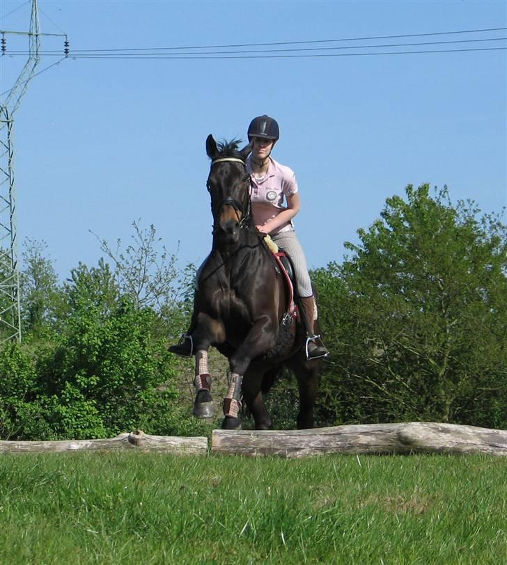 Dansk Varmblod *Kildegårdens Barton* sov stil ind den 19.dec 2011 - mig og bølle barton i gang med springning billede 4