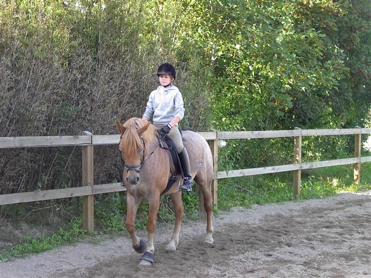 Welsh Cob (sec D) rico :(solgt): - dressur..! billede 11