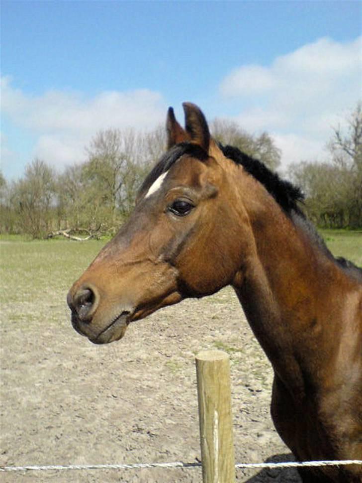 Arabisk fuldblod (OX) Misbi - Wauw :D billede 16