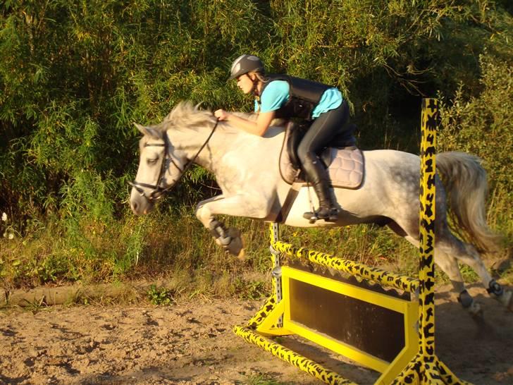 Hollandsk Sportspony Paco  - Springning 19-08-09  - Paco gik fantastisk ! :D <3 Foto : Mette :D  billede 10