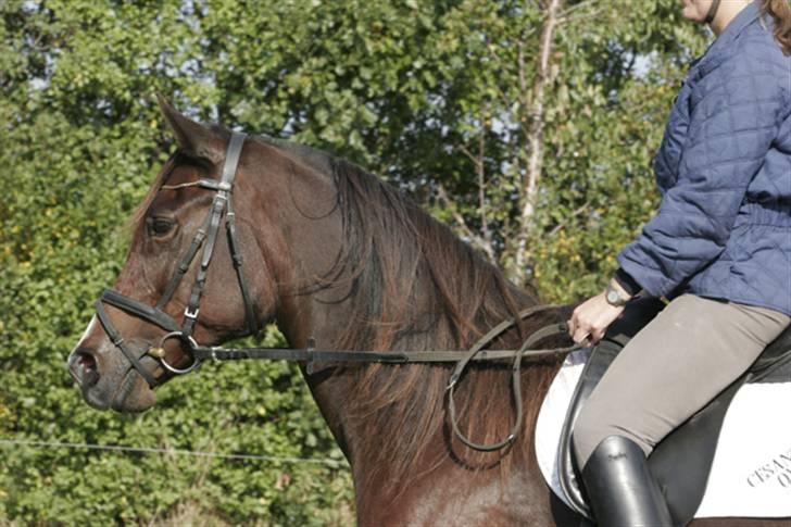 Arabisk fuldblod (OX) cesanta billede 14