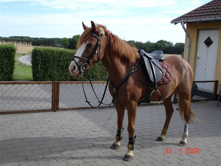 Anden særlig race Donna ¤solgt&savnet¤ - sidste dag med den mest fantastiske! :´) billede 20