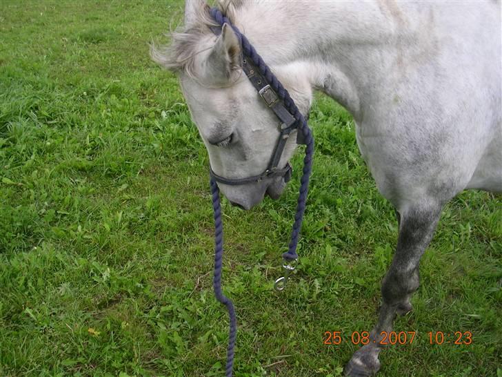 Anden særlig race Hannibal  *SOLGT* billede 10