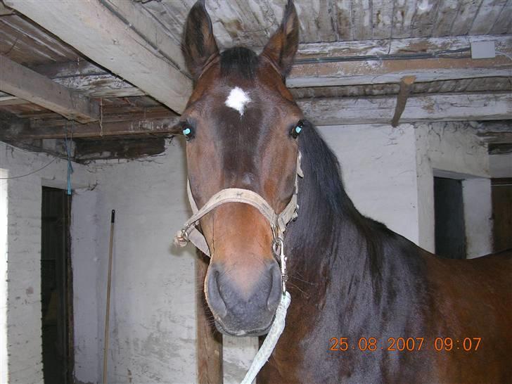 Anden særlig race Picasso "solgt" billede 12