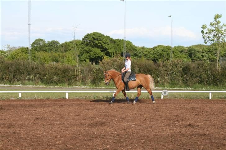 Haflinger Hope <33 - til undervisning.. foto: far.  billede 5