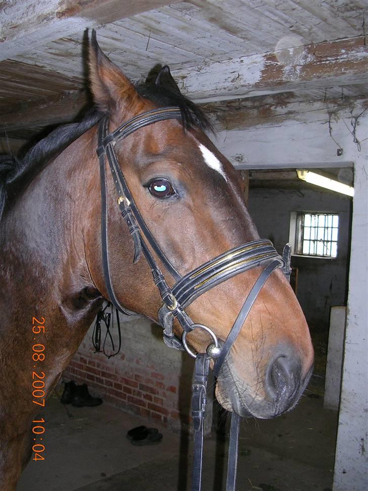 Anden særlig race Picasso "solgt" billede 13