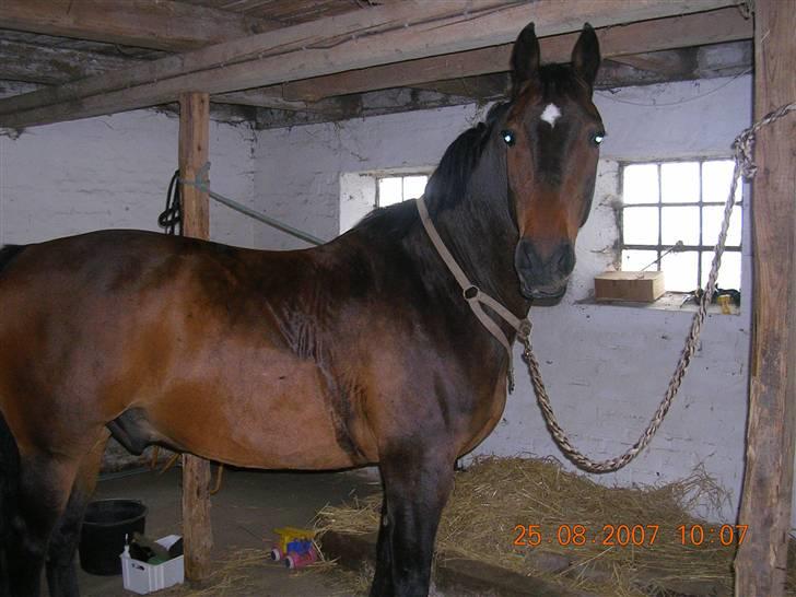 Anden særlig race Picasso "solgt" billede 14