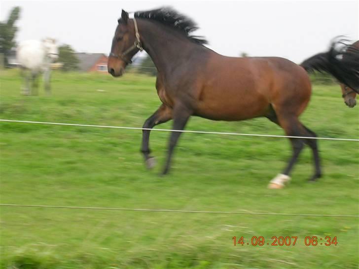 Anden særlig race Picasso "solgt" - Ikke det bedste billede, men ser hvor flot jeg er når jeg løber...... billede 15