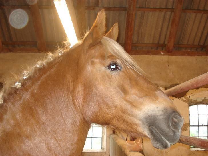Haflinger Hope <33 - på vej til stævne. foto: camilla. billede 10